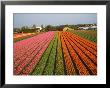 Tulip Lands, Leiden Area, Netherlands by Keren Su Limited Edition Print
