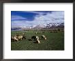 Sheep Graze On Fertile Green Pastures Of Zagros Plains, Iran by Patrick Syder Limited Edition Print