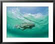 A Woman Snorkels Under The Waves by Barry Tessman Limited Edition Pricing Art Print