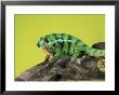 Panther Chameleon, Madagascar by Marian Bacon Limited Edition Print