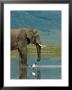 With A Sacred Ibis Beside Him, An African Elephant Drinks From A Pond by Beverly Joubert Limited Edition Print