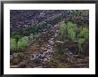 Flowering Plum Trees On A Hillside In Beijing by Raymond Gehman Limited Edition Print