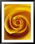 Detail Of Yellow Rose by Fogstock Llc Limited Edition Print