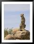 Cheetah Sitting On A Boulder, Serengeti National Park, Tanzania, East Africa, Africa by James Hager Limited Edition Print