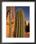 Colorful Cactus Detail, Cabo San Lucas, Baja California Sur, Mexico by Walter Bibikow Limited Edition Print