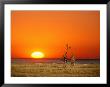 Sun-Setting On A Giraffe Couple, Namibia by Janis Miglavs Limited Edition Print