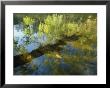 Trees Reflected In The Water by David Boyer Limited Edition Print