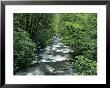 Oconaluftee River, Smoky Mt. National Park, Nc by Jack Hoehn Jr. Limited Edition Print