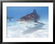 Tiger Sharks, Northern Bahamas by Stuart Westmoreland Limited Edition Print