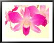 Dendrobium Orchid by Maresa Pryor Limited Edition Pricing Art Print