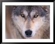 Gray Wolf In The Foothills Of The Takshanuk Mountains, Alaska, Usa by Steve Kazlowski Limited Edition Print
