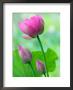 Perry's Water Garden, Lotus Bloom And Buds, Franklin, North Carolina, Usa by Joanne Wells Limited Edition Print