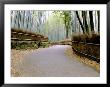 Bamboo Line, Kyoto, Japan by Shin Terada Limited Edition Pricing Art Print