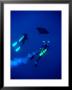 Two Divers And Manta Ray Between Batteaux Bay And Little Tobago Island, Trinidad & Tobago by Michael Lawrence Limited Edition Pricing Art Print