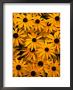 Black Eyed Susan Flowers (Rudbekia Hirta) At Ballard Locks, Seattle, Usa by Levesque Kevin Limited Edition Pricing Art Print