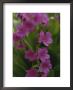 Parrys Primrose Wildflowers, Grand Teton National Park, Wyoming by Raymond Gehman Limited Edition Pricing Art Print