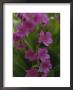 Parrys Primrose Wildflowers, Grand Teton National Park, Wyoming by Raymond Gehman Limited Edition Print