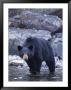 A Portrait Of A Grizzly Bear In A Pool Of Water by Paul Nicklen Limited Edition Print