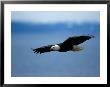 An American Bald Eagle Soars Through The Sky by Paul Nicklen Limited Edition Print