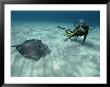 A Diver Swims Close To A Southern Stingray by Bill Curtsinger Limited Edition Pricing Art Print