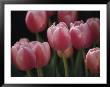 Close View Of Tulips Blooming In The Chicago Botanic Garden by Paul Damien Limited Edition Print