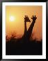 A Pair Of Masai Giraffes Are Silhouetted At Twilight by Roy Toft Limited Edition Print