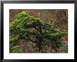 Black Pine In Forest Along Skyline Drive by Raymond Gehman Limited Edition Print