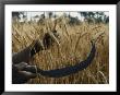 Close-Up Of The Hands Of An Egyptian Farmer Harvesting Wheat With A Serrated Sickle by Thomas J. Abercrombie Limited Edition Print