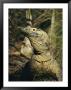 A Captive Komodo Dragon Surveys Its Territory by Roy Toft Limited Edition Print