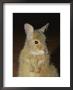 A Close View Of The Endangered Rufous Hare Wallaby by Jason Edwards Limited Edition Print
