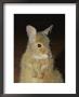 A Close View Of The Endangered Rufous Hare Wallaby by Jason Edwards Limited Edition Print