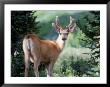 Deer, Rocky Mountain National Park by Brian Payne Limited Edition Pricing Art Print