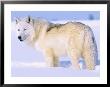 Arctic Wolf, Canis Lupus Arctos by Lynn M. Stone Limited Edition Pricing Art Print