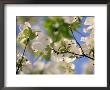 Dogwood Trees In Bloom, Jamaica Plains, Ma by Kindra Clineff Limited Edition Print