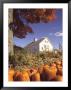 Pumpkins For Sale In Concord, Ma by Kindra Clineff Limited Edition Pricing Art Print