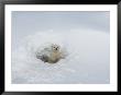 Polar Bear Cub Looking Out Of Den, Wapusk National Park, Churchill, Manitoba, Canada by Thorsten Milse Limited Edition Print