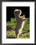 West Highland Terrier / Westie Standing On Hind Legs by Adriano Bacchella Limited Edition Print