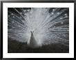 A Beautiful Albino Peacock (Pavo Species) Walks Toward The Camera by Paul Damien Limited Edition Print