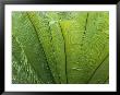 A Close View Of The Leaves Of A Palm Tree by Nicole Duplaix Limited Edition Print