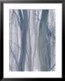A Thicket Of Gum Trees In A Snowy Winter Landscape by Jason Edwards Limited Edition Print