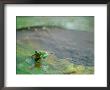 Frog On A Lily Pad by James P. Blair Limited Edition Print