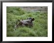 Mother And Juvenile Brazilian Tapirs In The Marsh Grass by Nicole Duplaix Limited Edition Print