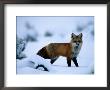 Red Fox (Vulpes Vulpes) by Joel Sartore Limited Edition Print