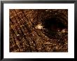 Eye Of An African Elephant by Chris Johns Limited Edition Print