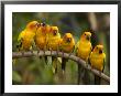 Closeup Of Six Captive Sun Parakeets by Tim Laman Limited Edition Print