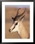 Male Springbok (Antidorcas Marsupialis), Kalahari Gemsbok National Park, South Africa, Africa by Steve & Ann Toon Limited Edition Pricing Art Print