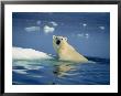 Polar Bear, Wager Bay, Northwest Territories, Canada by Joe Stancampiano Limited Edition Print