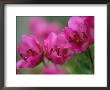 Close View Of Kamchatka Rhododendron Blossoms On St. George Island by Joel Sartore Limited Edition Pricing Art Print