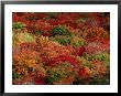 Autumn Colors Paint A Canadian Forest by Raymond Gehman Limited Edition Print