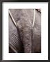 Working Asian Elephant Tail, Rope Harness, Tough Hide And Wrinkles by Jason Edwards Limited Edition Print